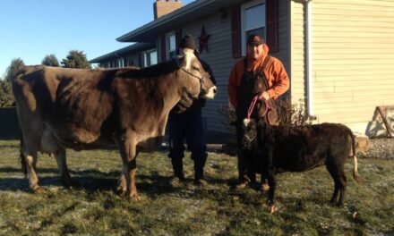 Iowa Farmer Is Selling Micro-Cows the Size of Large Dogs as Pets