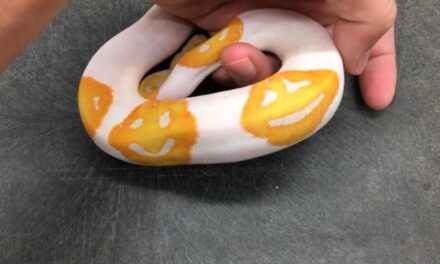 Reptile Breeder Spends 8 Years Creating Unique Emoji Pattern Snake