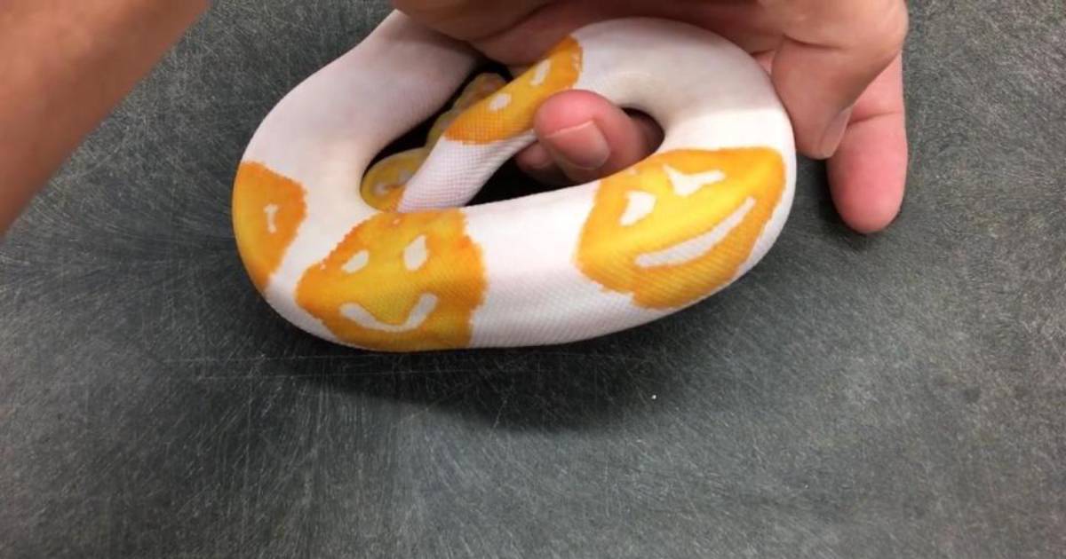 Reptile Breeder Spends 8 Years Creating Unique Emoji Pattern Snake