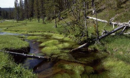 There Is a Section of Yellowstone National Park Where You Can Commit Murder and Get Away with It