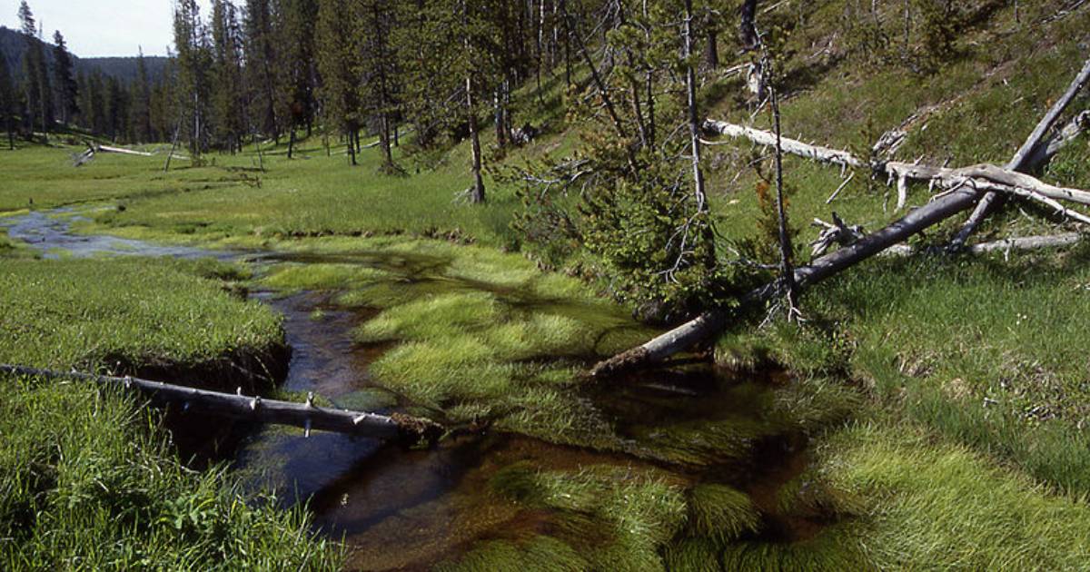 There Is a Section of Yellowstone National Park Where You Can Commit Murder and Get Away with It