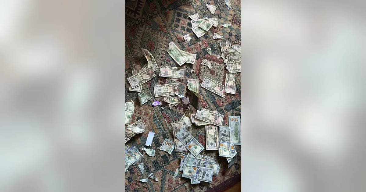 Dog shocks Pennsylvania family by chowing down on $4K in cash: ‘Shredded all over the room’