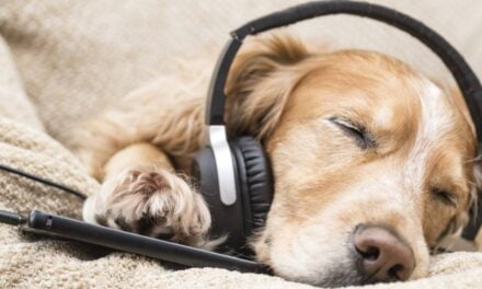 This Unique Record Label Specializes in Music for Dogs