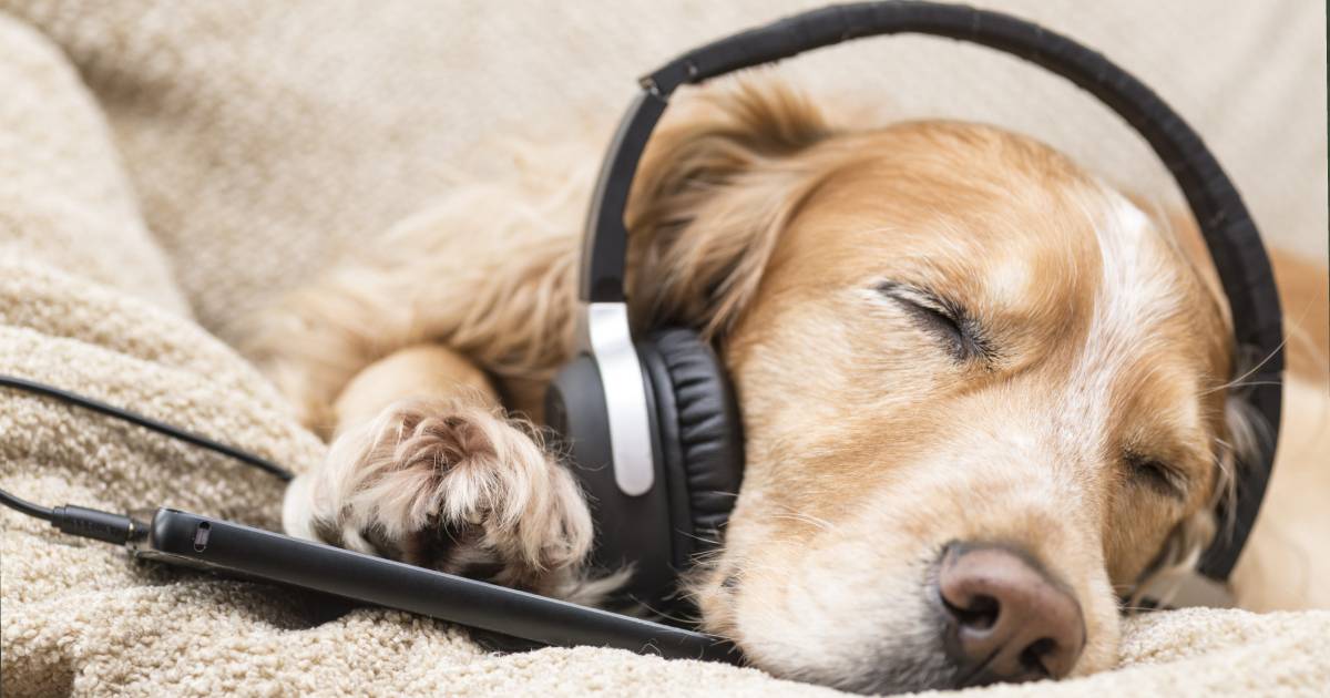 This Unique Record Label Specializes in Music for Dogs