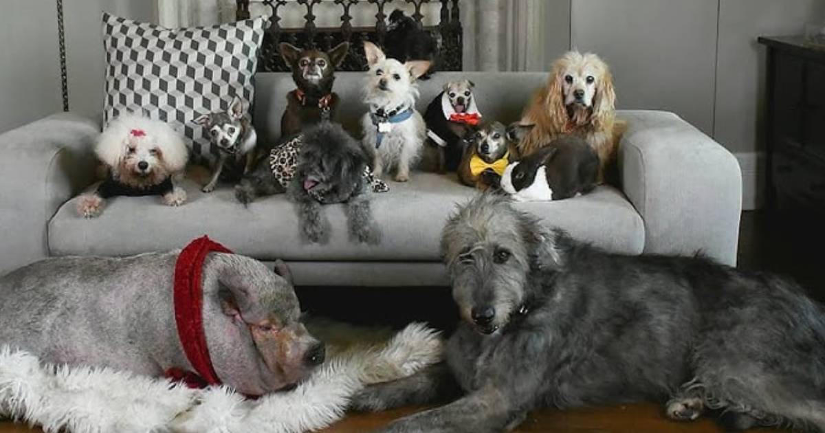 Kindhearted Woman Converts Home into Retirement Home for Old Unwanted Dogs