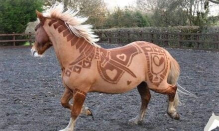 Artist Specializes in Free-Hand Artistic Haircuts for Horses