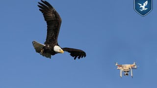 Dutch Police Trains Eagles to Tackle Pesky Drone Problem