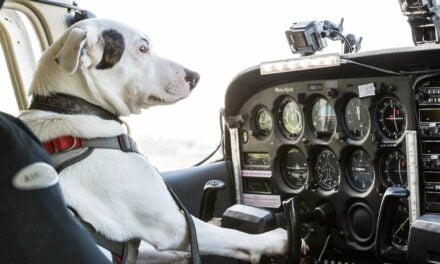 Can Dogs Fly Planes? New Reality Show Wants to Find Out