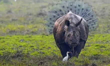 50 Of The Most Incredible Shots That Were Submitted To The Comedy Wildlife Photography Awards