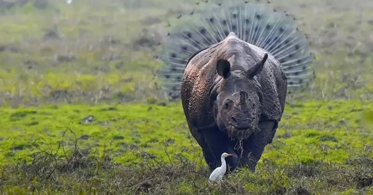 50 Of The Most Incredible Shots That Were Submitted To The Comedy Wildlife Photography Awards