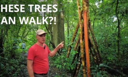 These “Walking Trees” in Ecuador Can Allegedly Move Up to 20 Meters per Year