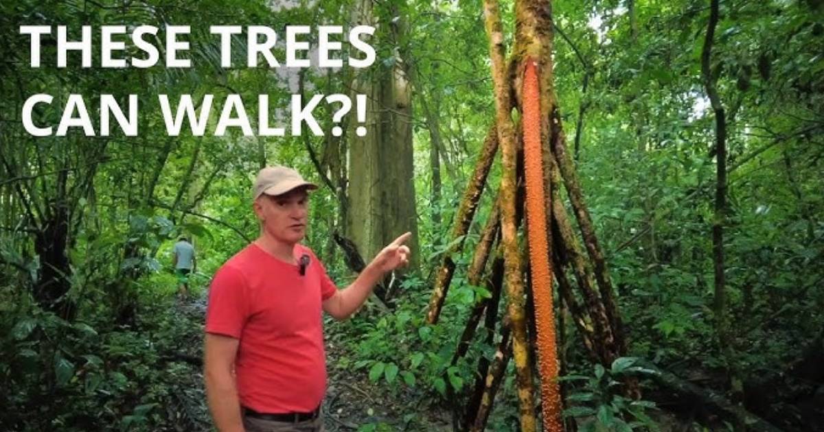 These “Walking Trees” in Ecuador Can Allegedly Move Up to 20 Meters per Year