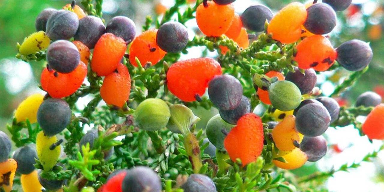 Artist Creates Tree Able to Grow 40 Different Kinds of Fruit at Once