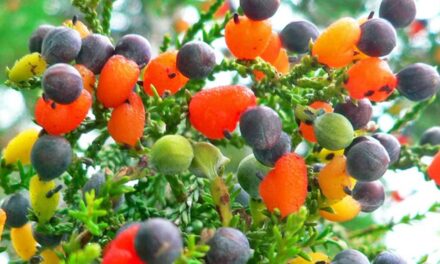 Artist Creates Tree Able to Grow 40 Different Kinds of Fruit at Once