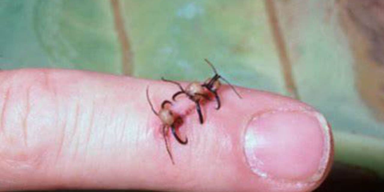 In Some Parts of the World Ant Heads Were Once Used as Stitches