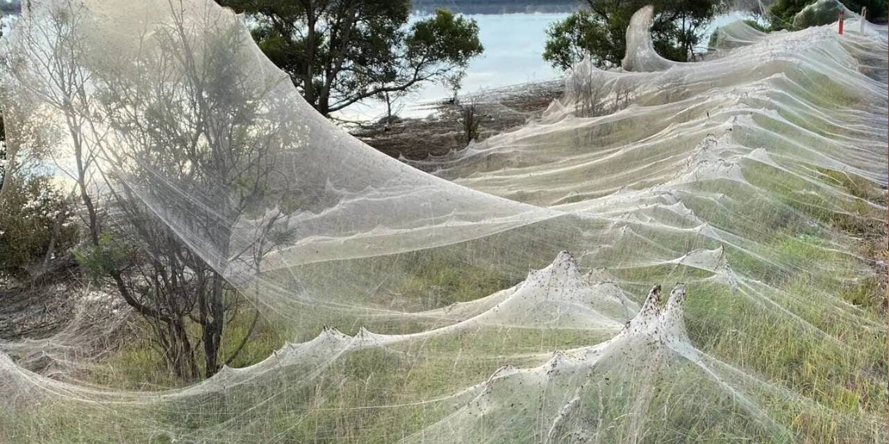 Australian Town Completely Covered in Cobwebs after Millions of Spiders Rain from the Sky