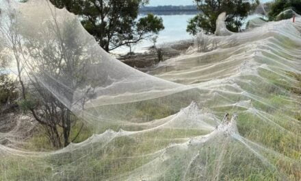 Australian Town Completely Covered in Cobwebs after Millions of Spiders Rain from the Sky