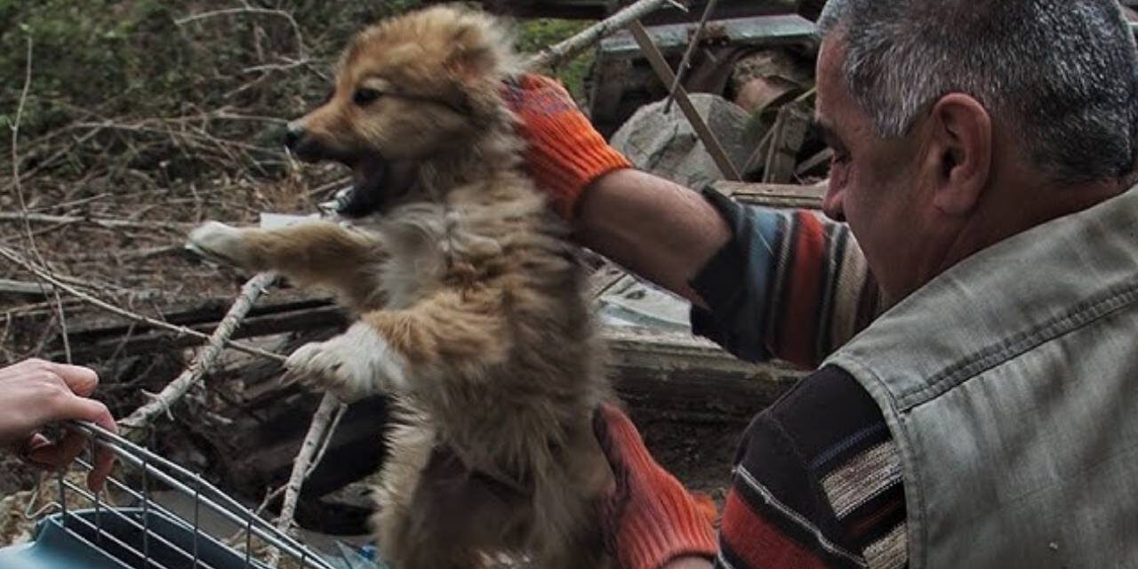 Animal-Loving Homeless Man Dedicates His Life to Helping Stray Dogs