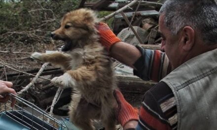 Animal-Loving Homeless Man Dedicates His Life to Helping Stray Dogs