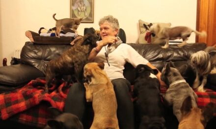 Couple Share What It’s Like Living in a Home with 41 Dogs