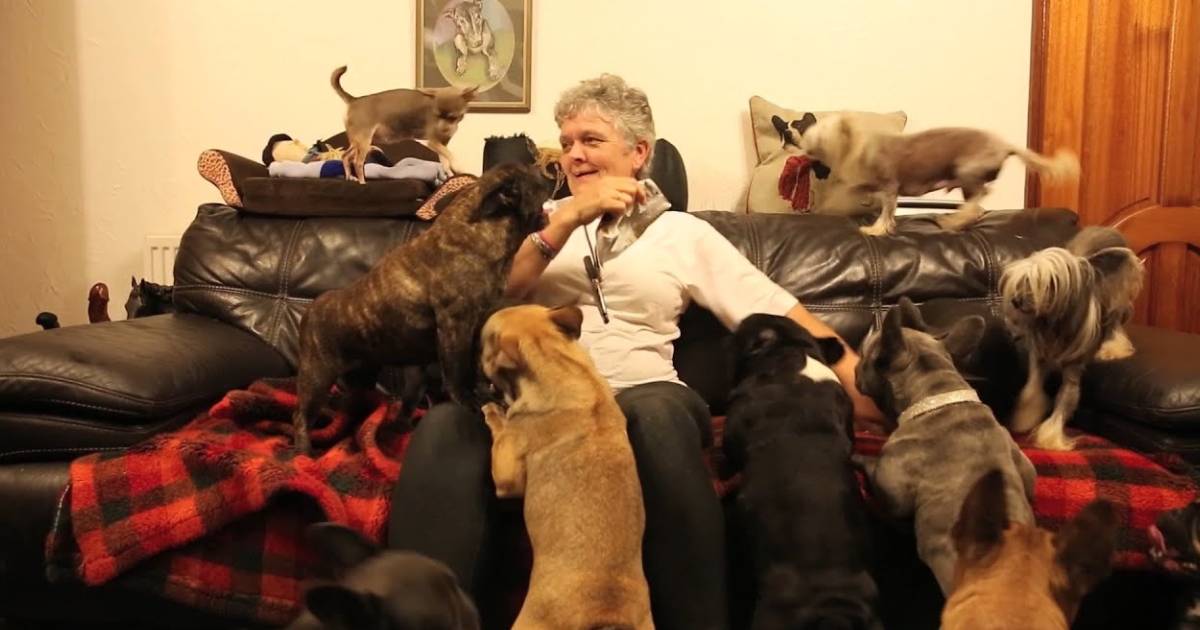 Couple Share What It’s Like Living in a Home with 41 Dogs