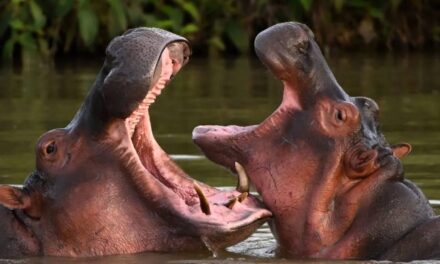 Zoos offer cockroach naming and hippo poo candles