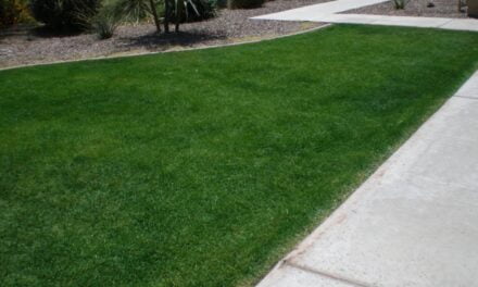 Californians Are Painting Their Lawns Green to Save Water During Record Drought