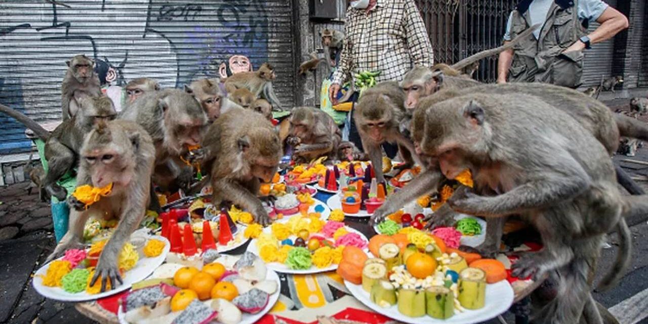 Army of ‘sex-crazed monkeys’ stormed town hunting sugary snacks left out after festival