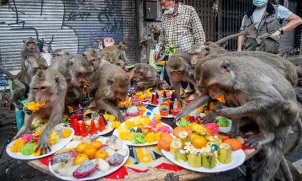 Army of ‘sex-crazed monkeys’ stormed town hunting sugary snacks left out after festival