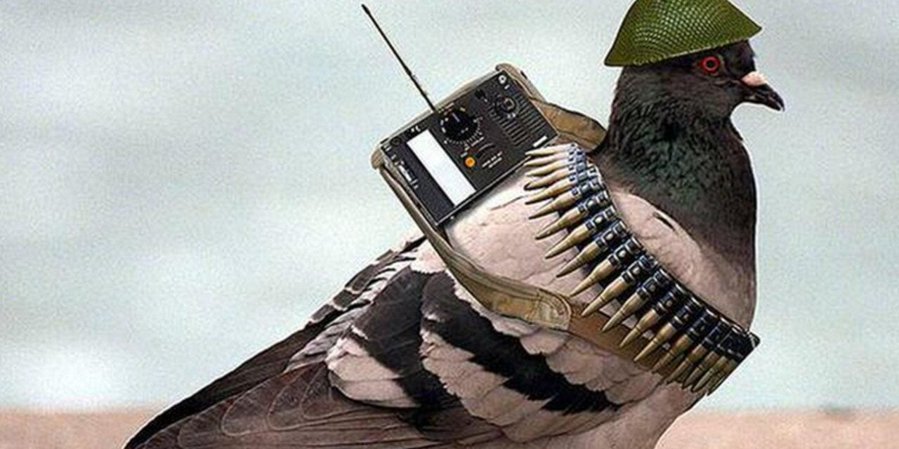 Alleged Pakistani Spy Pigeon Arrested in India