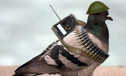 Alleged Pakistani Spy Pigeon Arrested in India