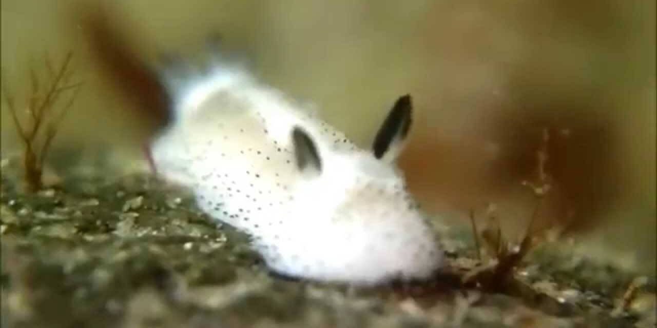 The Internet Is Going Crazy over “Sea Bunnies”, Marine Snails with Cute Rabbit Ears