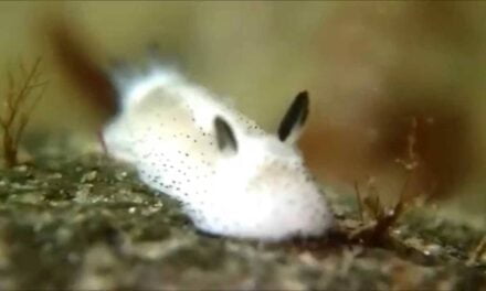 The Internet Is Going Crazy over “Sea Bunnies”, Marine Snails with Cute Rabbit Ears