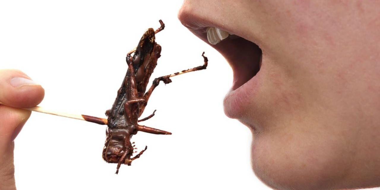 30 Days of Bugs – Student Goes on Insect Diet for a Whole Month