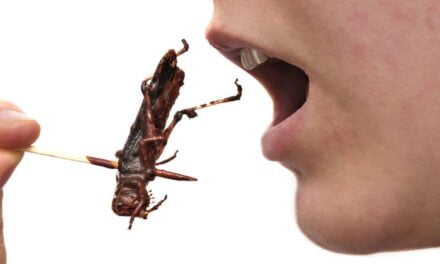 30 Days of Bugs – Student Goes on Insect Diet for a Whole Month