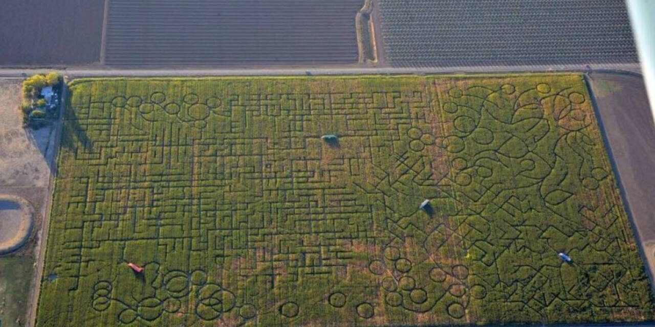 World’s Largest Corn Maze Is So Tough to Get Out of That People Often Call 911 for Help