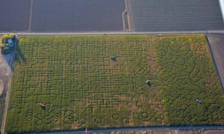 World’s Largest Corn Maze Is So Tough to Get Out of That People Often Call 911 for Help