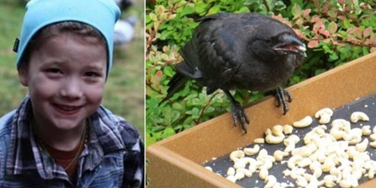 8-Year-Old Girl Feeds Neighborhood Crows, They Thank Her with Gifts