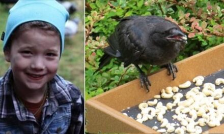 8-Year-Old Girl Feeds Neighborhood Crows, They Thank Her with Gifts