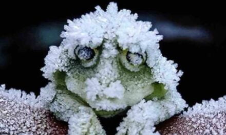 Amazing Alaskan Wood Frog Freezes Solid in Winter and Comes Alive in Spring