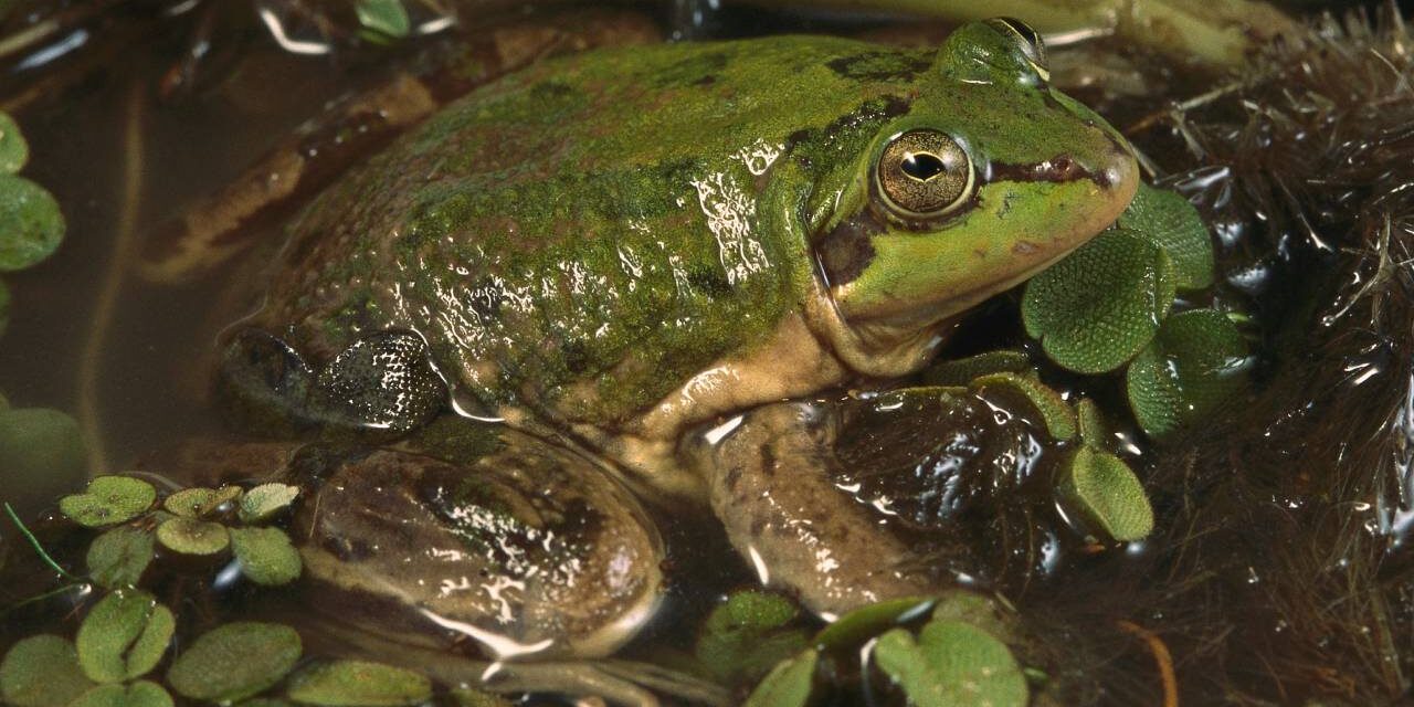 Pseudis Paradoxa – The Paradoxical Frog That Shrinks as It Grows