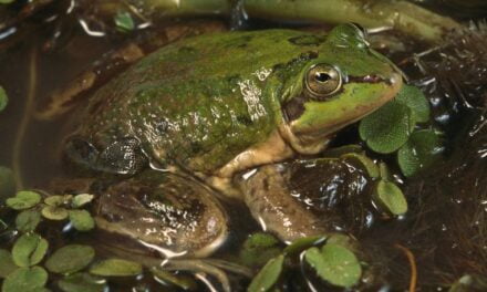 Pseudis Paradoxa – The Paradoxical Frog That Shrinks as It Grows
