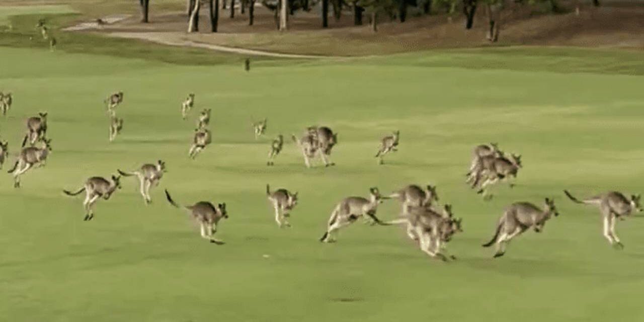 Kangaroo ‘stampede’ interrupts golf games