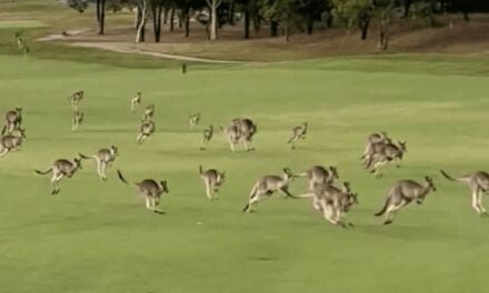 Kangaroo ‘stampede’ interrupts golf games