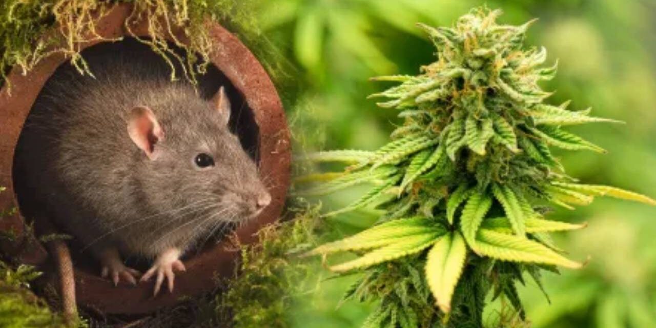 ‘They’re all high’: Rats eat marijuana from police evidence room