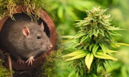 ‘They’re all high’: Rats eat marijuana from police evidence room