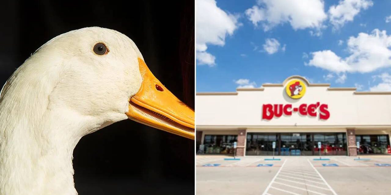 Man banned from Buc-ee’s after bringing his service duck inside Tennessee store