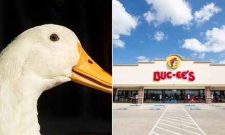 Man banned from Buc-ee’s after bringing his service duck inside Tennessee store