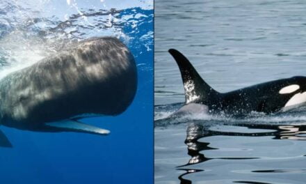 Group of sperm whales ‘unleashed a poonado’ to defend themselves against orca attack