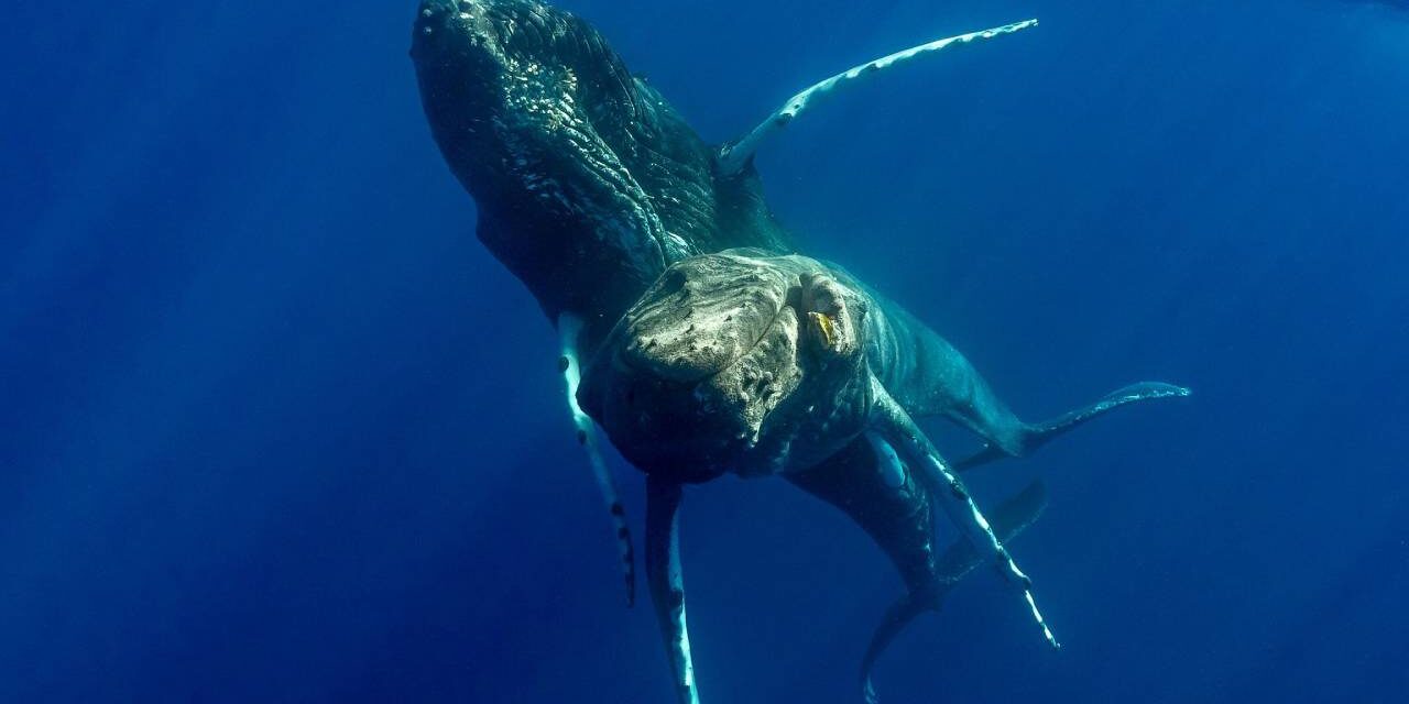 Humpback whales photographed having sex for first time – and both were male